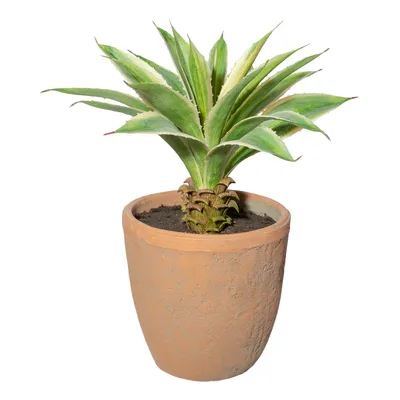 Produktbild von Kunstpflanze Agave Höhe: 35 cm grün