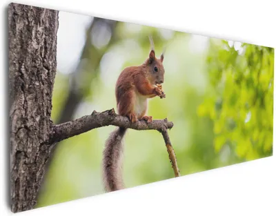 Produktbild von Wallario Premium Leinwandbild Eichhörnchen auf einem Ast in Größe 30 x 75 cm
