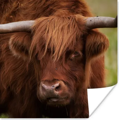 Produktbild von MuchoWow® Poster Schottischer Highlander - Orange - Tiere 75x75 cm - Wand Dekoration