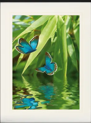 Produktbild von Frühling Gerahmtes Bild Mit Edlem Passepartout | Wand-Bilder | Im Bilderrahmen - Schmetterlings-Tanzœber Dem See (80 x 60 cm)