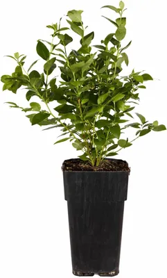 Produktbild von Heidelbeere Goldtraube 71 ca. 60 cm – robuste Kulturheidelbeere für Garten & Balkon, ertragreiche Blaubeerpflanze mit aromatischen Beeren