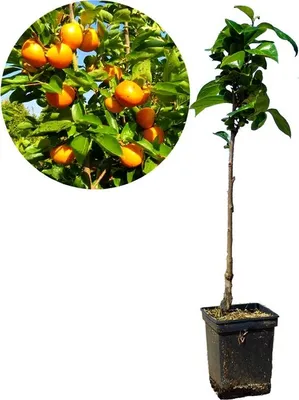 Obrázek produktu pro Diospyros kaki 'Tipo' - Sharon fruit - květináč 5 l - 100 cm