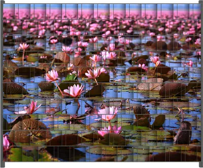Produktbild von Wallario Zaunsichtschutz mit Motiv Seerosenlandschaft mit rosa Blüten für Ein- und Doppelstabmatten Zäune in der Größe 250 x 200 cm