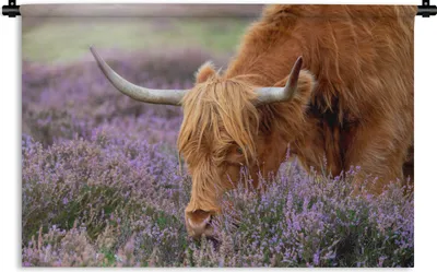 Produktbild von MuchoWow® Wandteppich Wandbehang Schottische Highlander - Tiere - Heide 150x100 cm Tapisserie Dekoration Wandtuch - Waschbar - Tapisserien - Wand-Decke