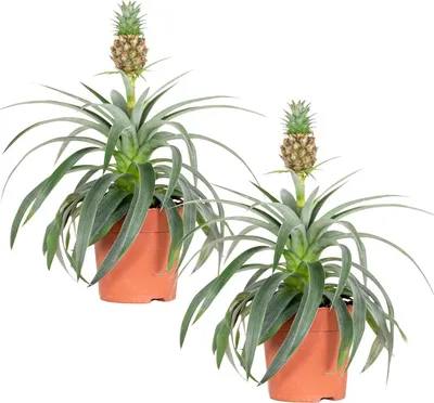Produktbild von Bloomique - 2er Set - Ananas Comosus - Ananas Pflanze - Bromelien - Zimmerpflanzen - Luftreinigend - Höhe 30-40 cm - Topf 12 cm
