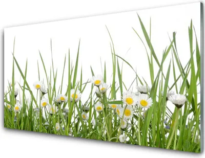 Produktbild von Acrylglasbilder 100x50 Wandbild Druck Gras Gänseblümchen Natur