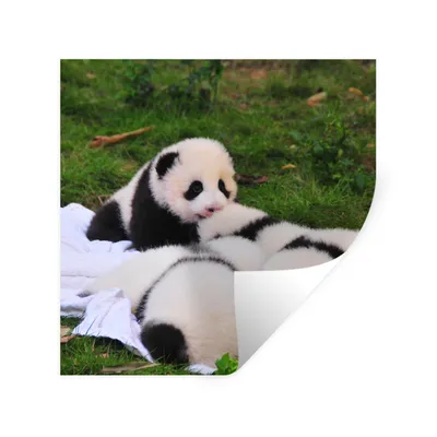 Obrázok produktu pre MuchoWow® Nálepka na stenu - Pandy - tráva - deka - 80x80cm - Samolepiaca a polohovateľná