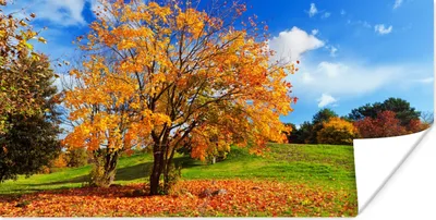 Produktbild von MuchoWow® Poster Baum - Blätter - Herbst - Jahreszeiten 150x75 cm - ohne Rahmen
