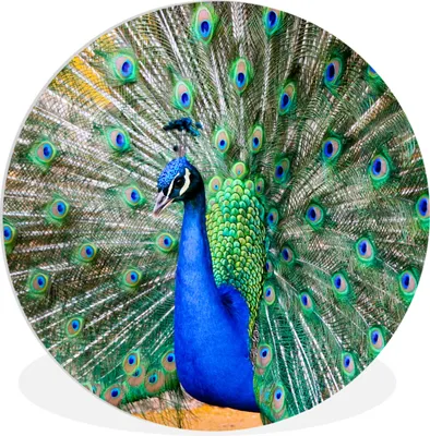 Produktbild von MuchoWow® Rundes Wandbild - Runde Bilder Pfau - Federn - Blau Ø 60 cm Kreis Wanddekoration Kunststoff - Wandkreis - Wandschmuck - Wand Kreis - Das Schlafzimmer - Die Bilder - Wandmalerei - Kunst für das Haus - das Plastik