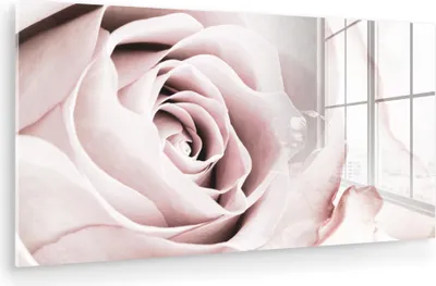 Produktbild von MuchoWow Glasbilder - Bilder auf Wandbild - Foto auf Glas Blumen - Rose - Rosa - Botanisch 80x40 cm Wanddekoration aus Glas - Acrylglasbild - Acrylbilder - Wanddeko - Bilde