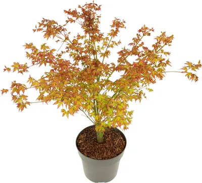 Image de Érable du Japon - Acer palmatum 'Little Princess' - Hauteur 45-55cm - ⌀19cm