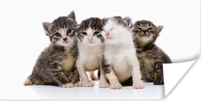 Produktbild von MuchoWow® Poster Katze - Haustiere - Fell - Porträt 160x80 cm - Foto Poster