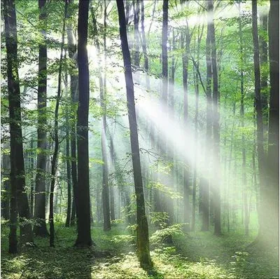 Produktbild von Glasbild Forest Harmony III GLA1947 20x20 cm
