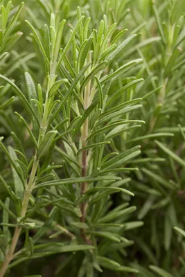 A close-up shot of rosemary sprigs.