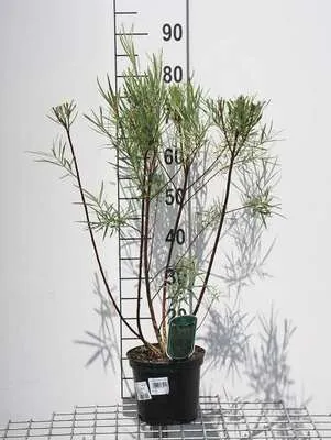 Produktbild von Salix el. 'Angustifolia' ('rosmarinifolia') - Schmalblättrige Ölweide 50- 60 cm - Container