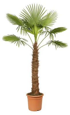 Immagine prodotto di Palma cinese da canapa (Trachycarpus fortunei), 40 cm, vaso, altezza 180-200 cm