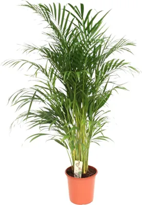 Produktbild von Trendyplants - Areca Palm - Zlatá palma - izbová rastlina - výška 150-170 cm - veľkosť kvetináča Ø24cm