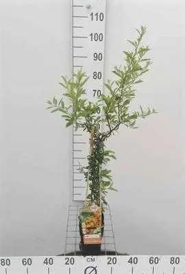 Produktbild von Pyracantha hybr. 'Soleil d'or' - Feuerdorn ‘Soleil d’Or’ 50-60 cm | Topf