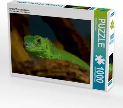 Produktbild von Calvendo Grüne Wasseragame 1000 Teile Puzzle quer 640x480mm, Enkemeier Sigrid; 7371166