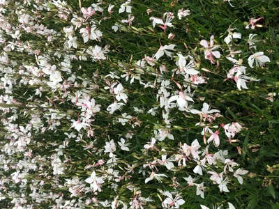 Produktbild von 6 x Gaura lindh. 'Short Form'(= oenothera lindh.) – Prachtkerze - Topf 9x9 cm