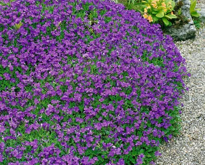 Produktbild von Aubrieta x cult. 'Hamburger Stadtpark', Blaukissen, ca. 9x9 cm Topf