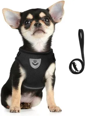 Produktbild von Verstellbares Brustgeschirr für Hunde mit Leine – Weich, reflektierend und atmungsaktiv, geeignet für Welpen und Katzen