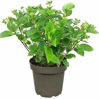 Produktbild von Rispenhortensie ‘Wim’s Red’ 3L Topf  – winterharte Hydrangea paniculata, rot-weiße Blüten, pflegeleichter Zierstrauch für Garten & Kübel