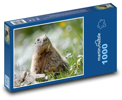 Zdjęcie produktu dla Puzzle 1000 Świstak na łące - martinpuzzle