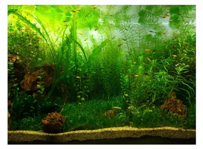 Aquarium-Hintergrund PVC selbstklebend 76x46 cm Wasserpflanzen