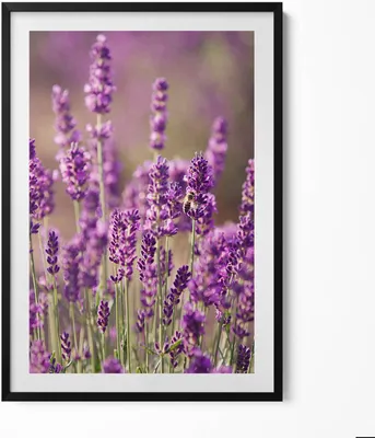 Produktbild von Lavendelblumenwiese– Wandbild mit Rahmen – Gerahmtes Bild  – Wanddekoration – 70x100 cm –  Schwarz Rahmen