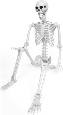 Productafbeelding van 165 cm Halloween-skelet