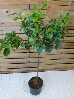 Produktbild von [Palmenlager] - XL Citrus limon /  Echter Zitronenbaum / 140 cm - Zitrone / mit Früchten