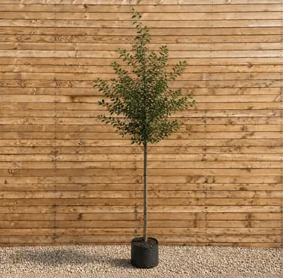 Produktbild von Kupfer-Felsenbirne Hochstamm 200-250 cm, Stammumfang 6-8 cm - Amelanchier lamarckii Hochstamm