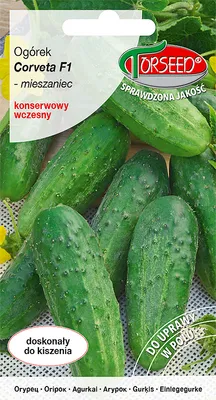 Produktbild von Samen von Corveta F1 3g Einlegegurke - Torseed