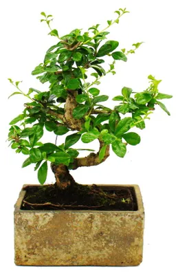 Produktbild von Bonsai fürs Zimmer - in moderner Trendkeramik - Zimmerbonsai Carmona - 6 Jahre alt - Steinoptik