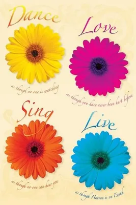 Obrázek produktu pro Dance Love Sing Live – 61 x 91,5 cm – plakát