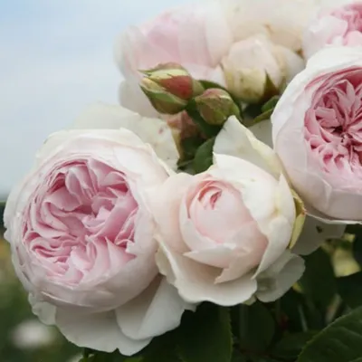Produktbild von Rosa  - Kordes Parfuma® Rose - Rosa 'Herzogin Christana'®