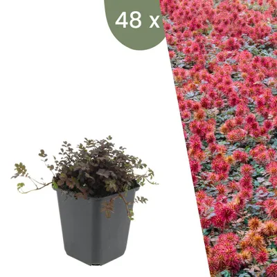 Produktbild von Plants by Frank | 48 Stachelnuss Pflanzen | Acaena Microphylla 'Kupferteppich' | Bodendecker | Winterhart | Mehrjährig | Gartenpflanzen