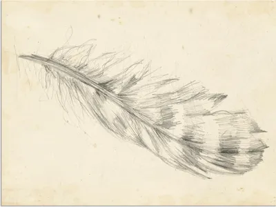 Produktbild von ARTland Wandbild Alu für Innen & Outdoor Federskizze II Größe: 120x90 cm