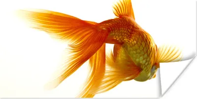 Produktbild von MuchoWow® Poster Goldfisch - Meerestiere - Weiß 40x20 cm - Poster für die Wand - Poster Schlafzimmer