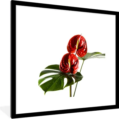 Produktbild von MuchoWow® Gerahmtes Poster Monstera mit roten Blättern vor einem weißen Hintergrund 40x40 cm - Poster mit Schwarzem Bilderrahmen Wandposter Rahmen Foto Bilder - Poster - Plakat im Rahmen