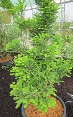 Produktbild von Taxodium distichum Peve Minaret  - Sumpfzypresse - 60-80