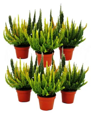 Produktbild von Calluna Green Nature Grüne Besenheide Heidekraut winterhart 11cm Topf Set mit 6 Pflanzen versch. Grüntöne pro Topf