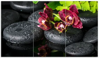Produktbild von Wallario Herdabdeckplatte aus Glas, Größe 90 x 52 cm 3-teilig, Motiv Dunkelrote Orchideen-Blüte auf schwarzen Steinen mit Regentropfen