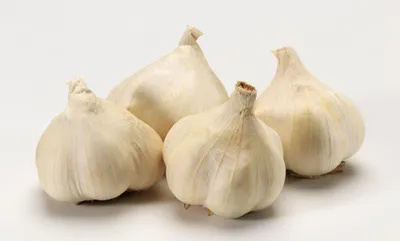 Produktbild von Winter-Pflanzknoblauch (Steckknoblauch) (3 Stück) | Steckzwiebeln von Quedlinburger