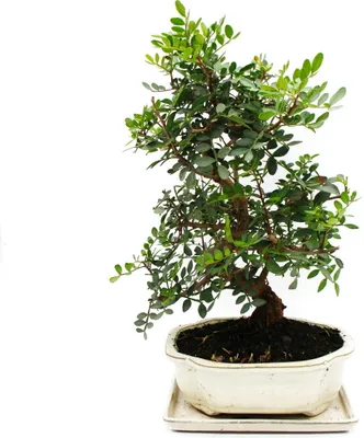 Zdjęcie produktu dla Bonsai - Pistacia lentiscus - Krzew mastyksu - Dzika pistacja - ok. 10 lat