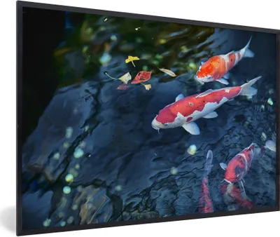 Produktbild von MuchoWow® Gerahmtes Poster Vier Koi-Karpfen in einem Teich 60x40 cm - Poster mit Schwarzem Bilderrahmen Wandposter Rahmen Foto Bilder - Printing - Wanddeko Schlafzimmer