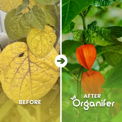 Produktbild von Physalis Flüssigdünger 5x1L – 2-1-8 NPK – Flüssig-Pflanzendünger für Physalis – Organifer