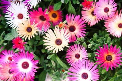 Produktbild von 5000 Samen Mittagsblume (Mesembryanthemum) – Bunte Sommerblumen – Garten-, Topf- & Balkonpflanze – Wuchshöhe ca. 10–15 cm