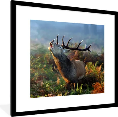Produktbild von MuchoWow® Gerahmtes Poster Hirsche - Wald - Nebel 40x40 cm - Poster mit Schwarzem Bilderrahmen Wandposter Rahmen Foto Bilder - Poster - Plakat im Rahmen